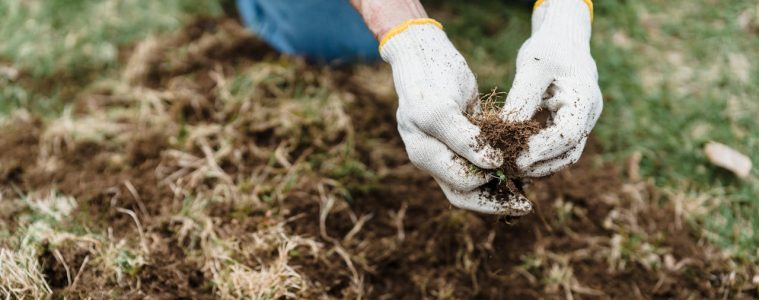 lawn pests