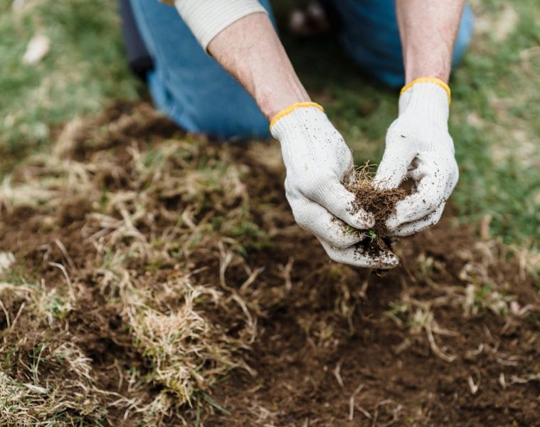 lawn pests