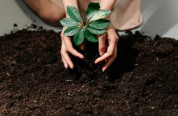 soil
