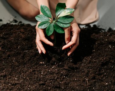 soil