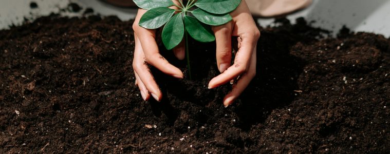 soil