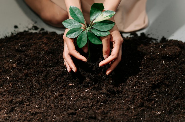 soil