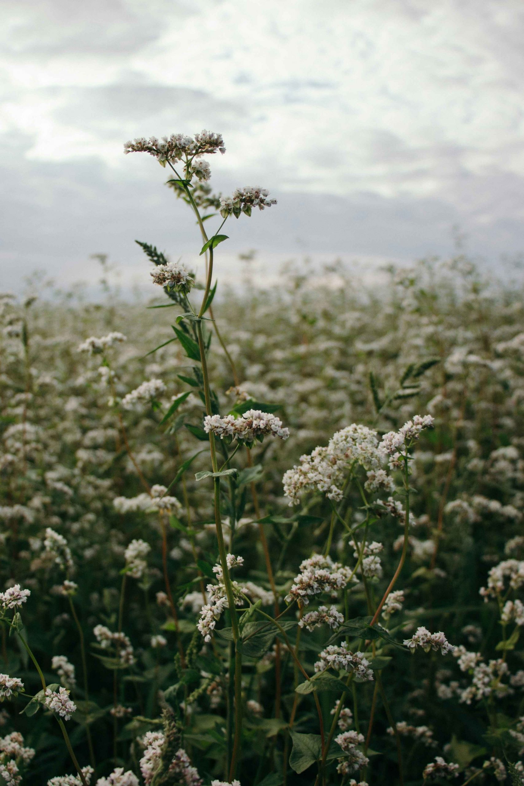viktor-smoliak-7WcFW_TsAX0-unsplash copy