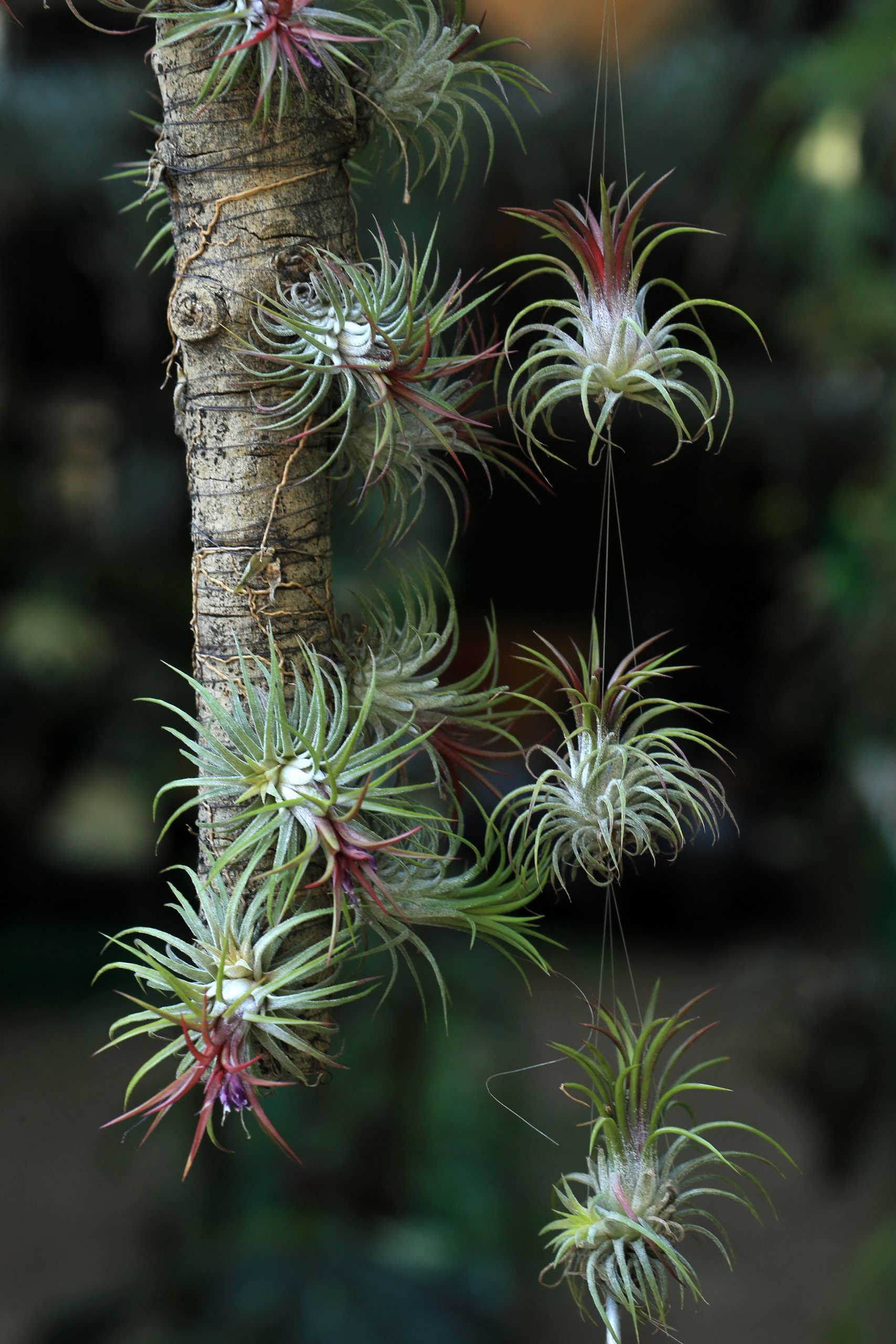 air plants