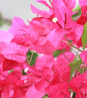 Bougainvillea