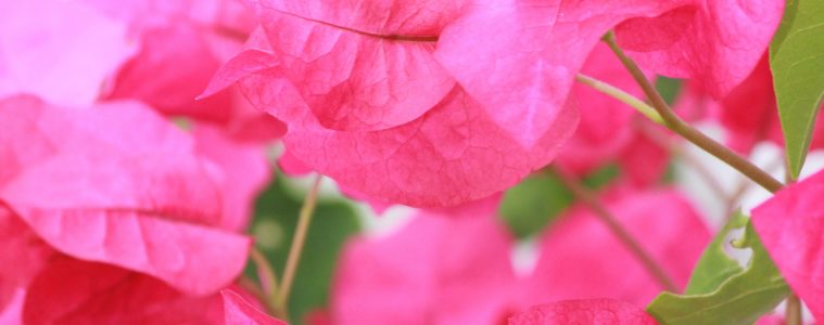 Bougainvillea