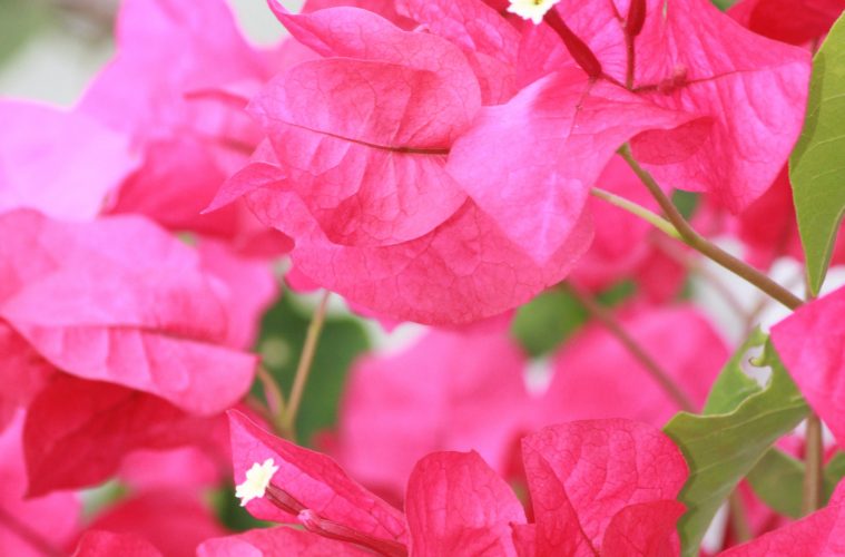 Bougainvillea