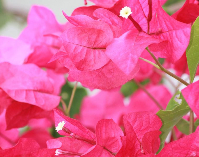 Bougainvillea