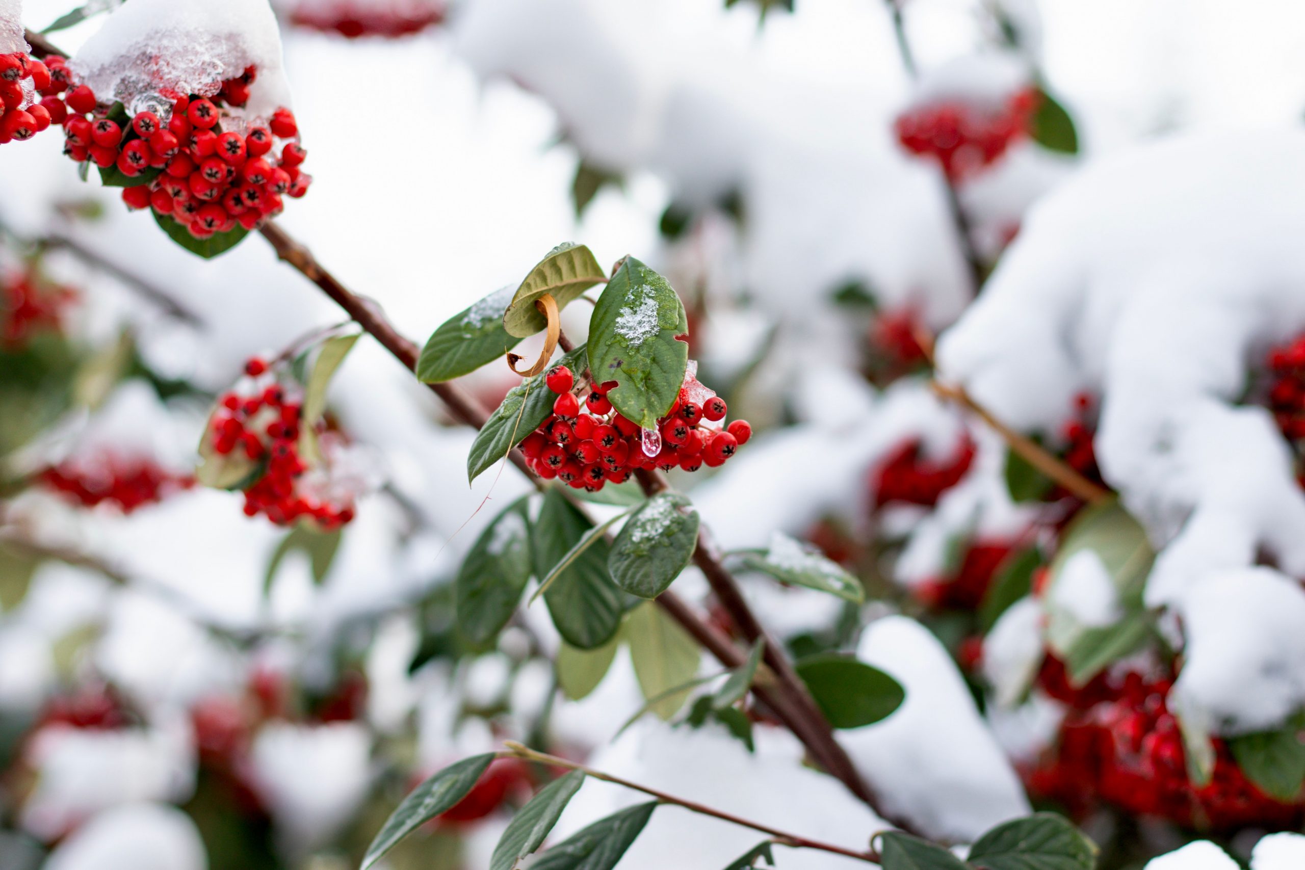 berries