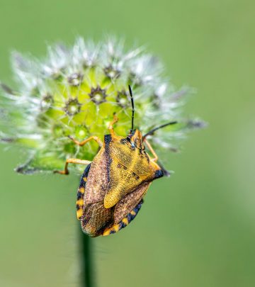 predatory shield bugs