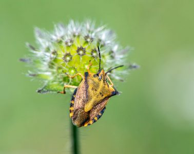 predatory shield bugs