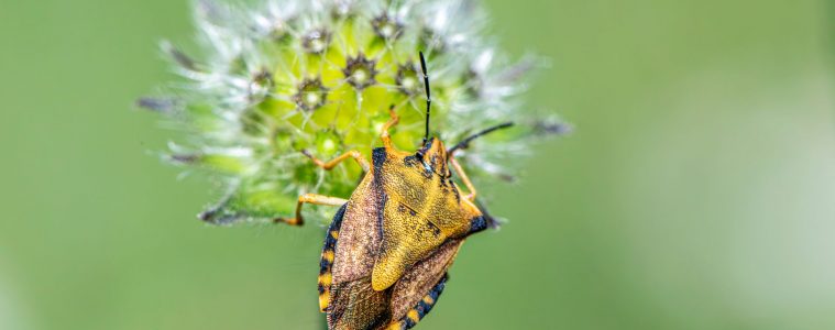 predatory shield bugs