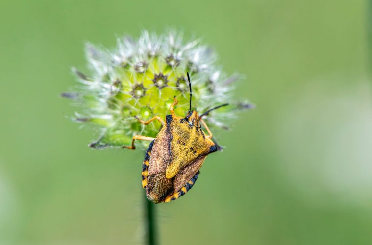predatory shield bugs