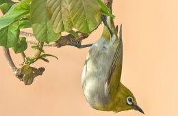 cape white-eye