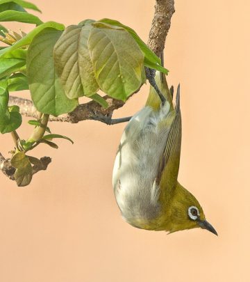 cape white-eye