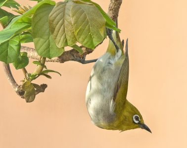 cape white-eye