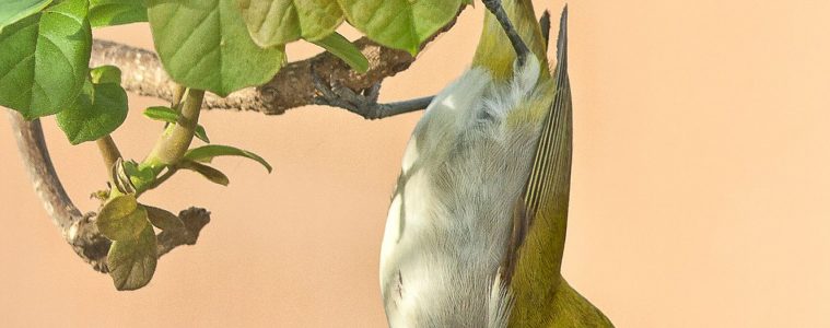 cape white-eye
