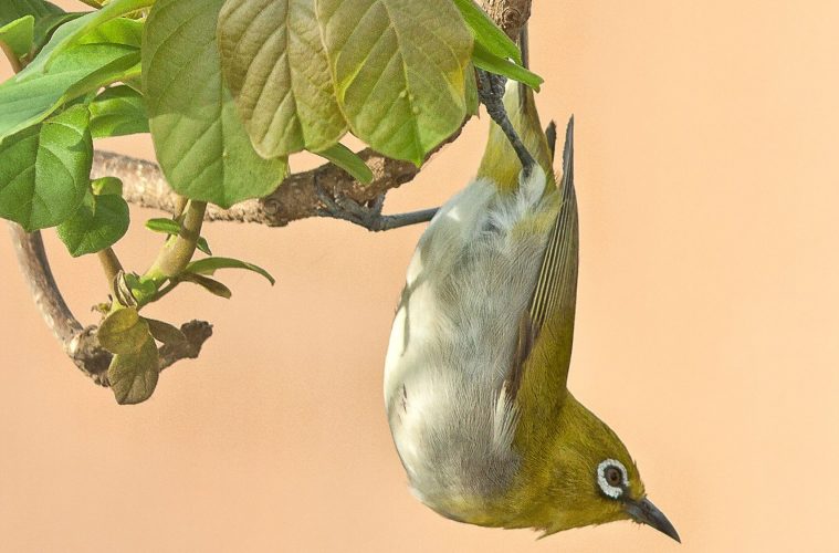 cape white-eye