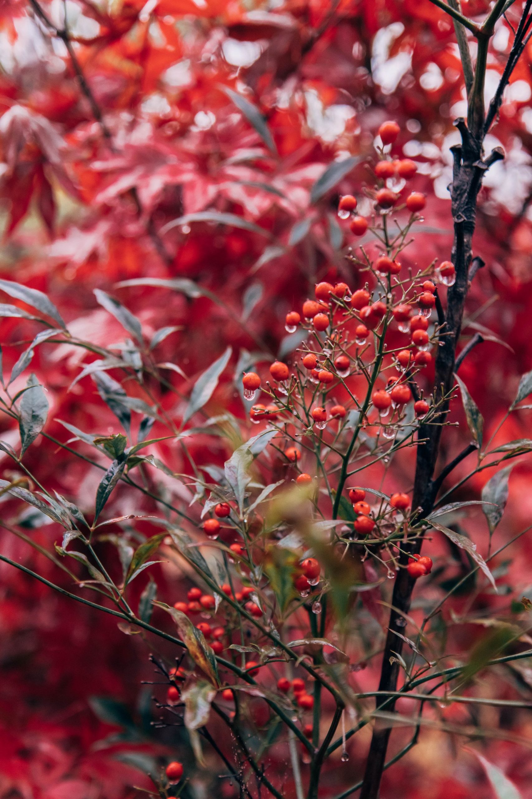 berries