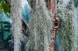 air plants