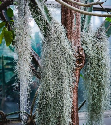 air plants