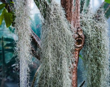 air plants