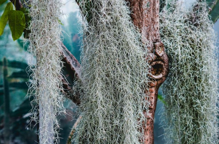 air plants