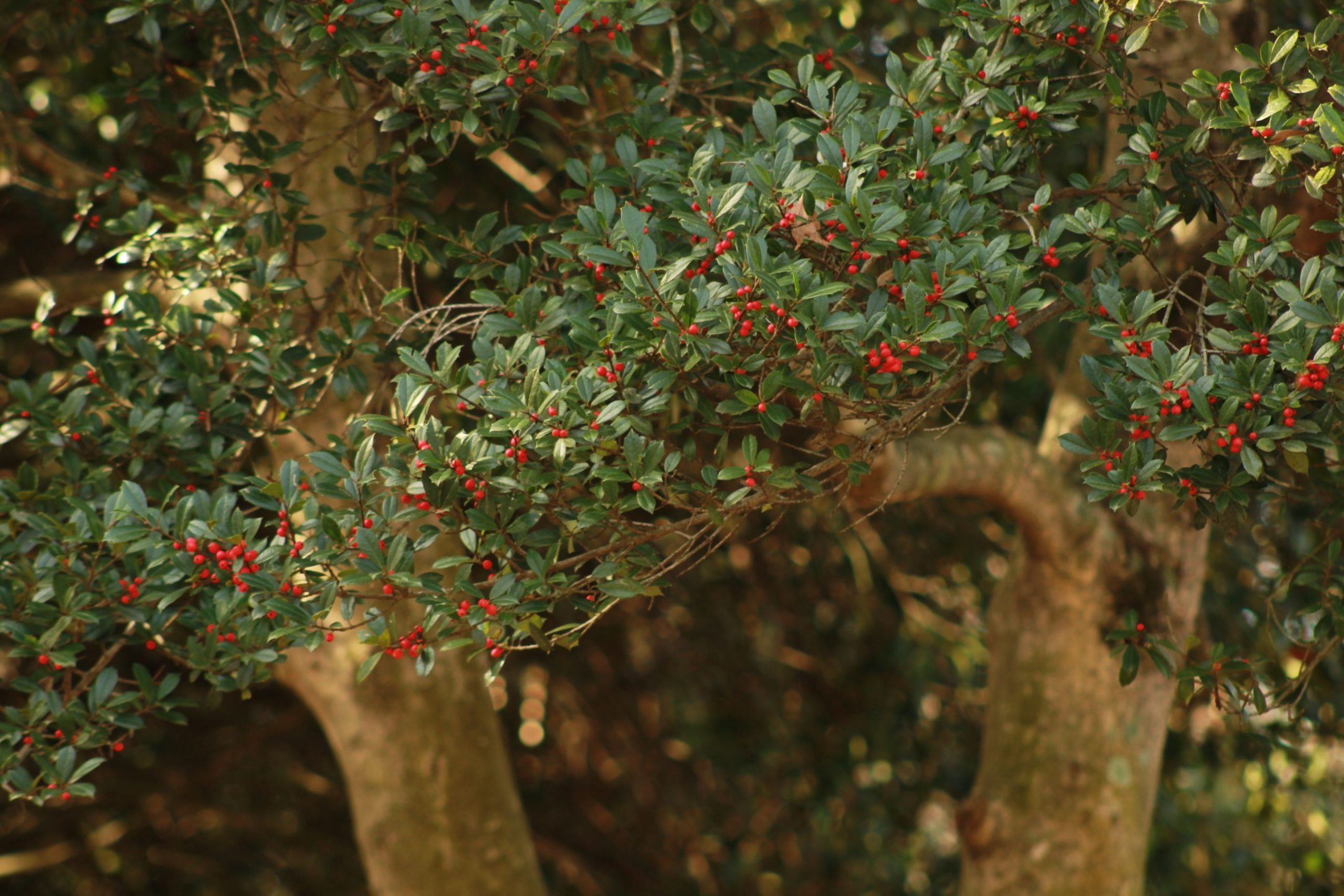 berries