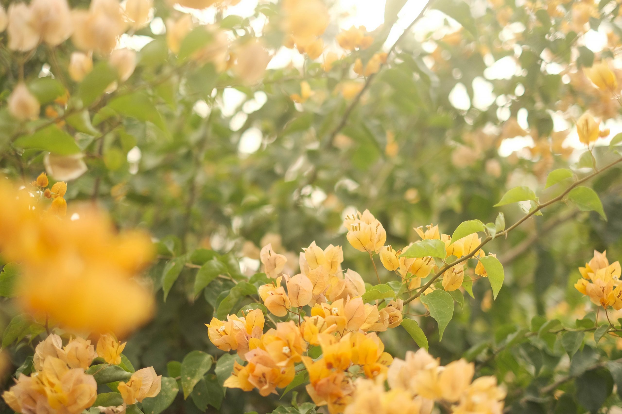 bougainvillea