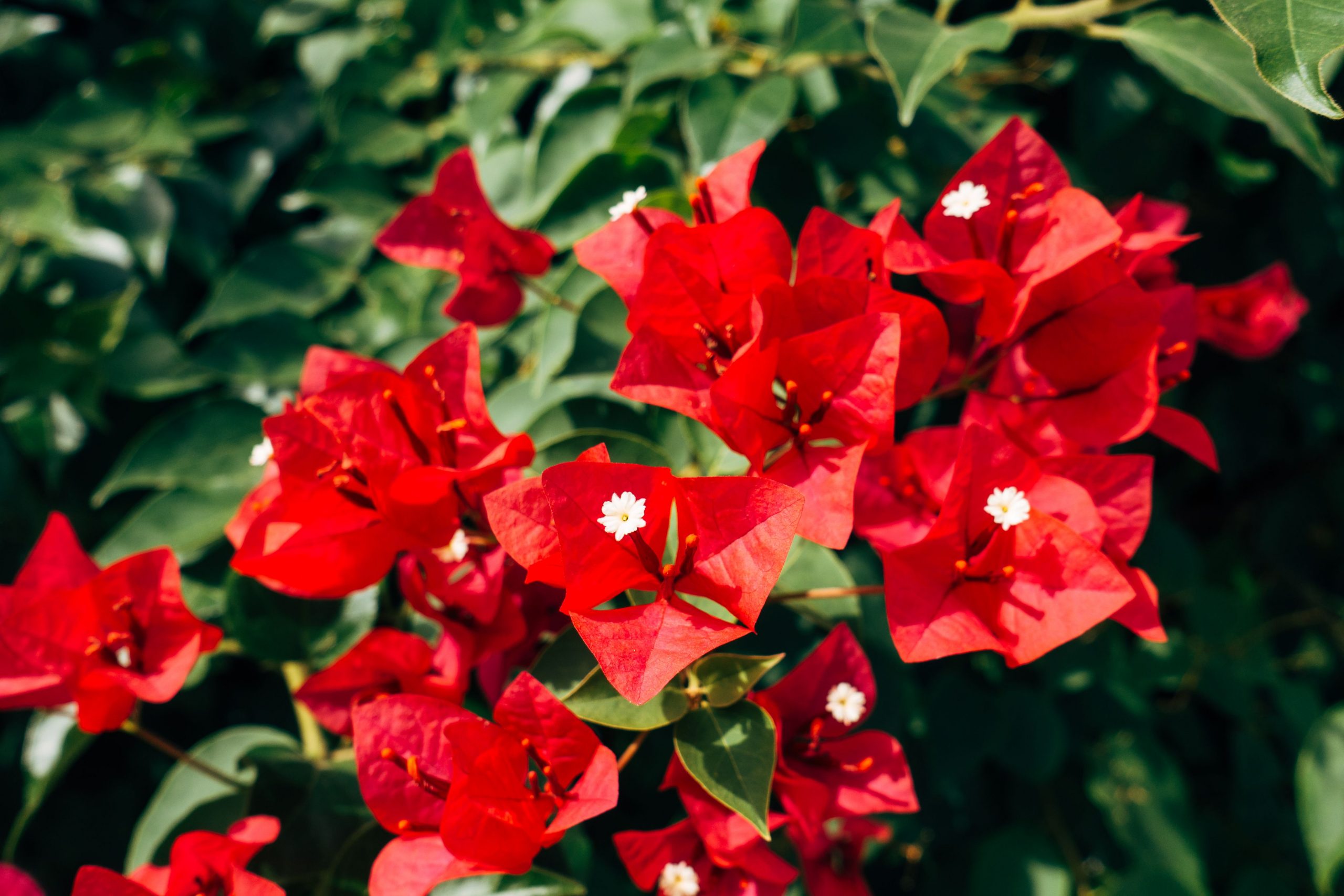 bougainvillea