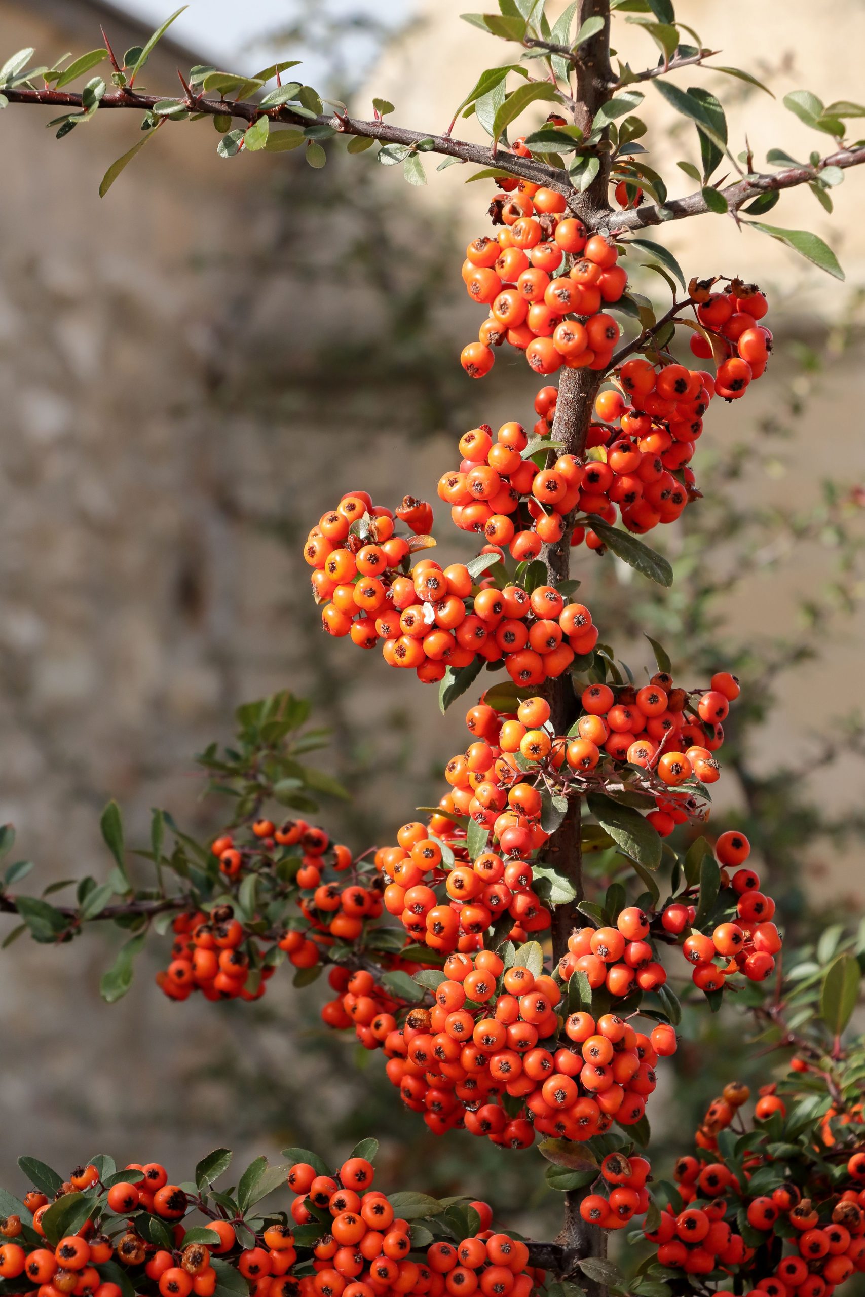 berries