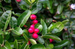 berries