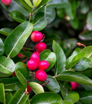 berries