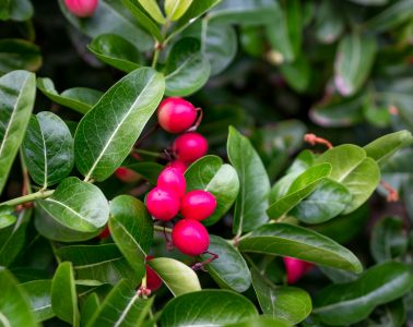 berries