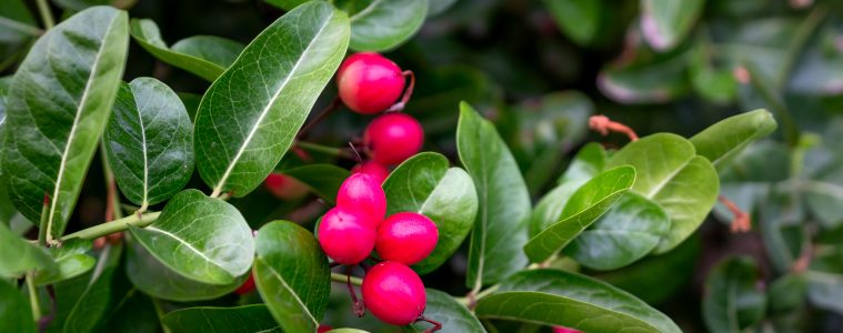 berries