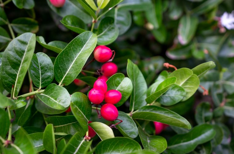 berries