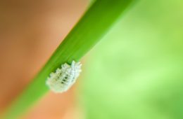 mealybugs