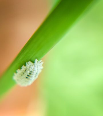 mealybugs