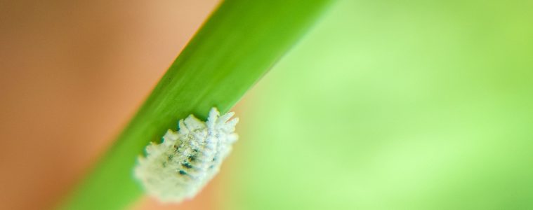 mealybugs