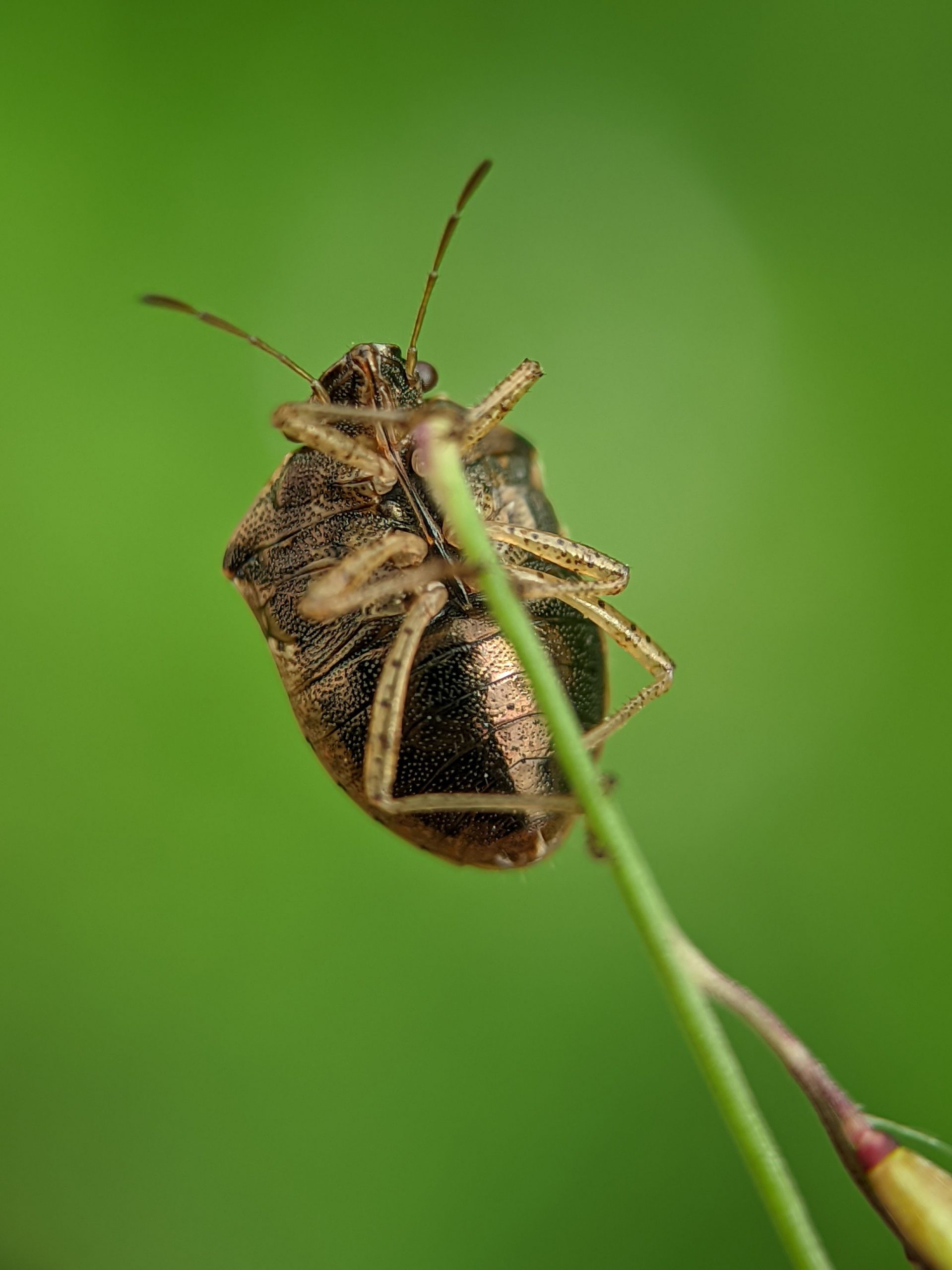 predatory shield bugs