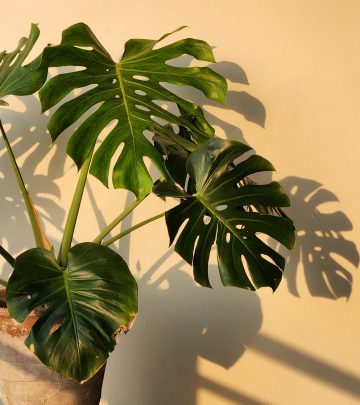 repot
