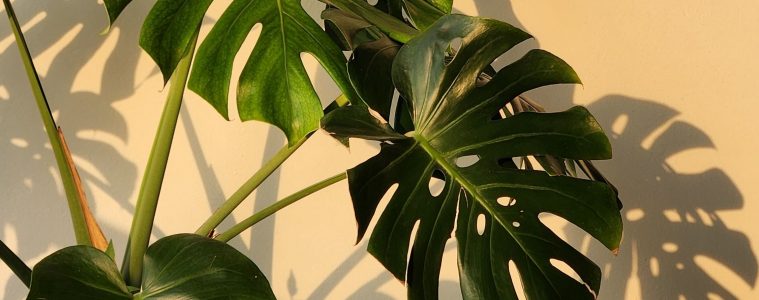 repot