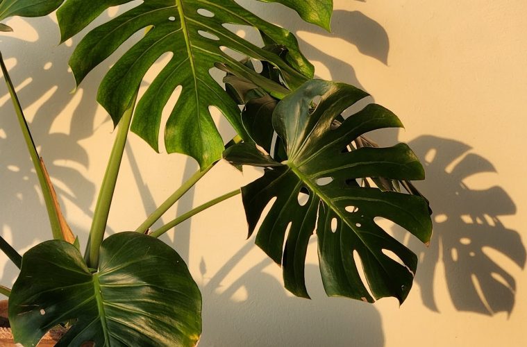 repot