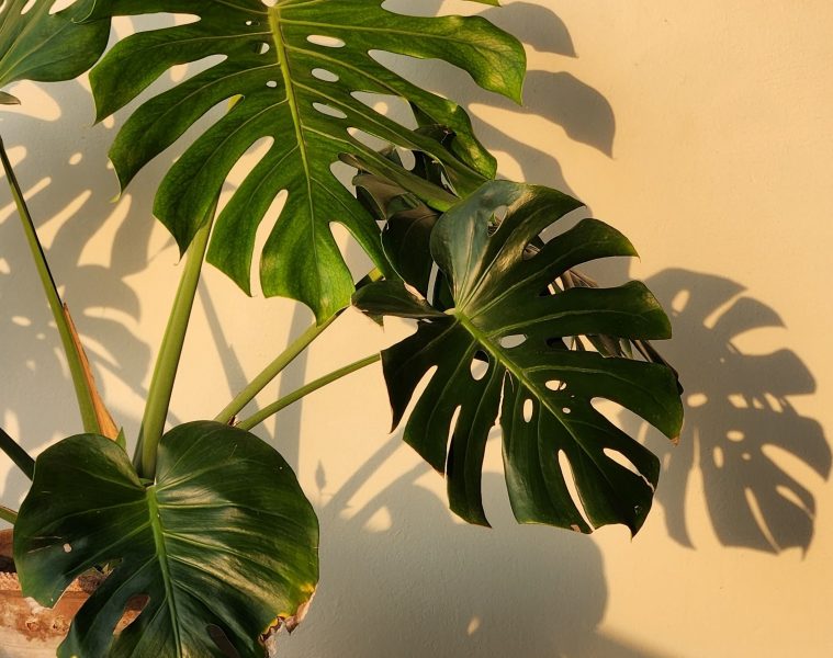 repot