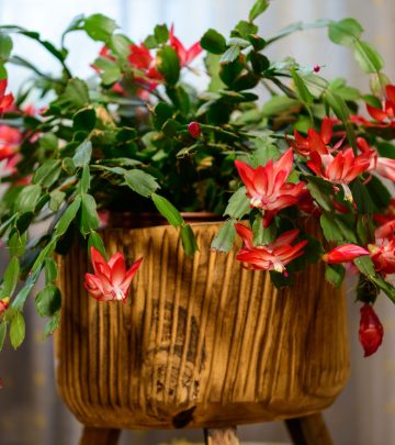 christmas cactus