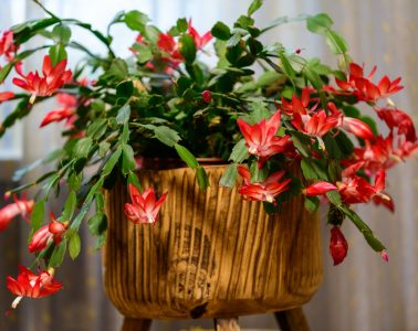 christmas cactus