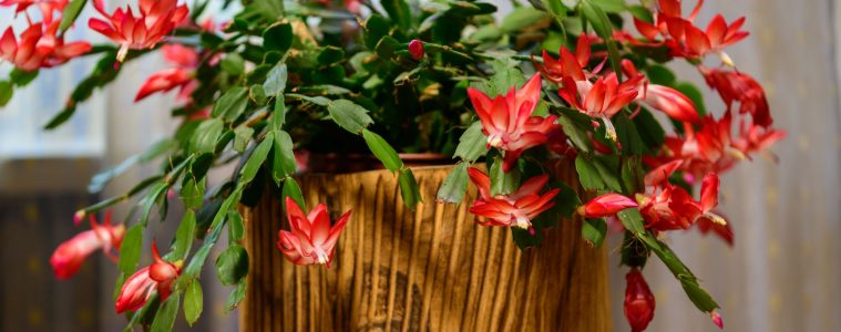 christmas cactus
