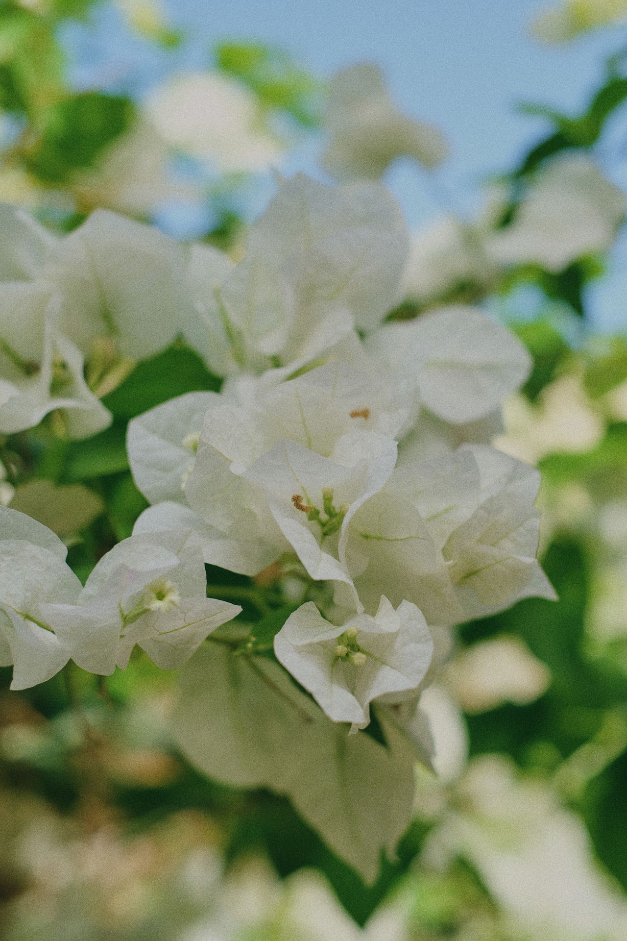 bougainvillea