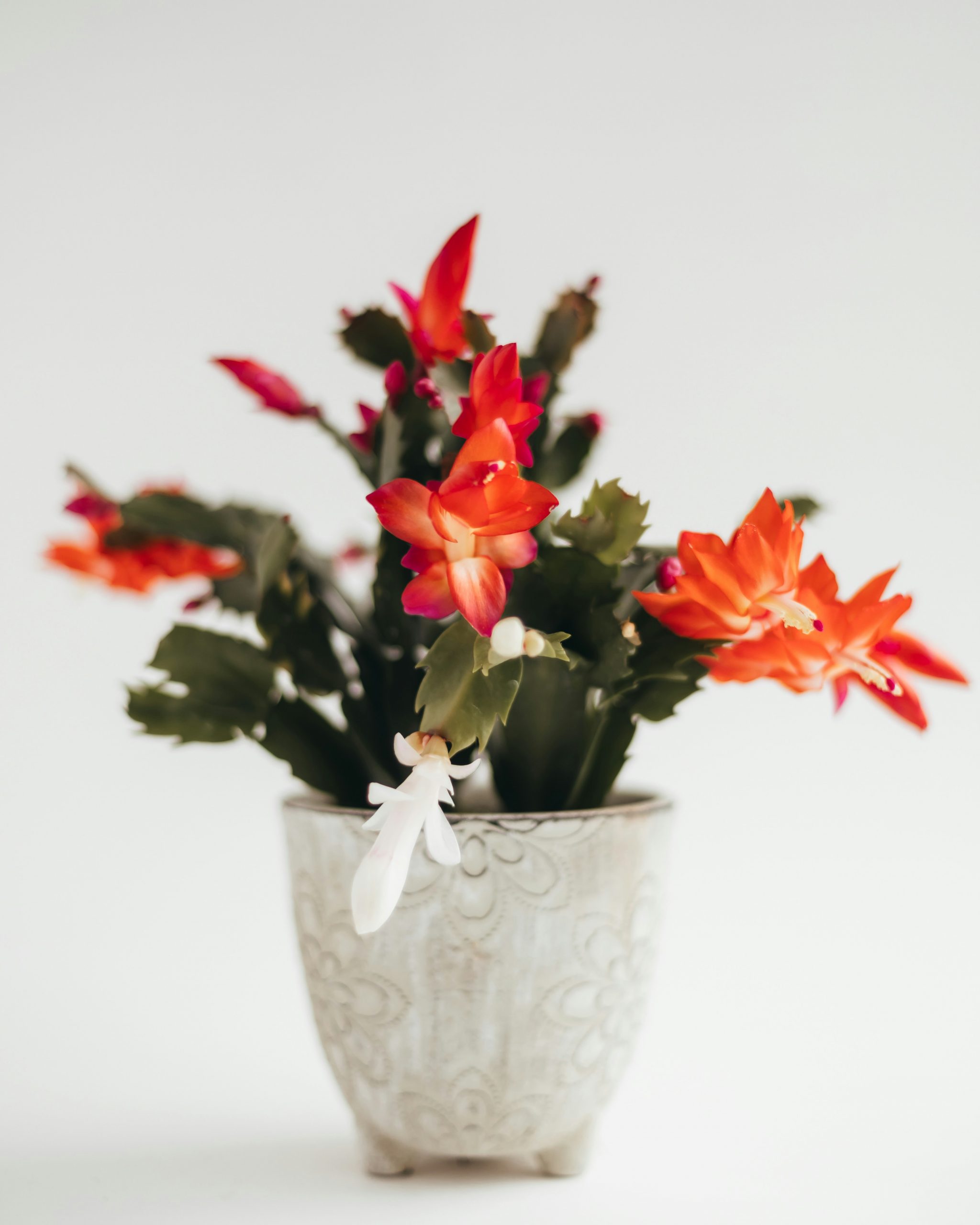 christmas cactus
