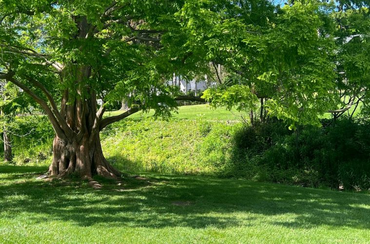 tree